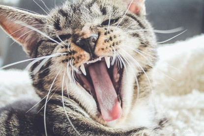 The Science Behind Your Cat’s Rough Tongue – 10 Surprising Facts