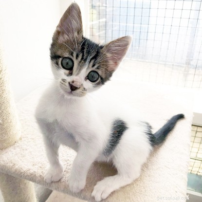 Kitten Discovered in Hand Luggage on Long-Haul Flight; Held in Quarantine at Heathrow