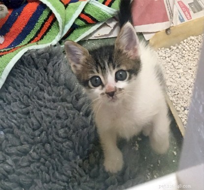 Kitten Discovered in Hand Luggage on Long-Haul Flight; Held in Quarantine at Heathrow