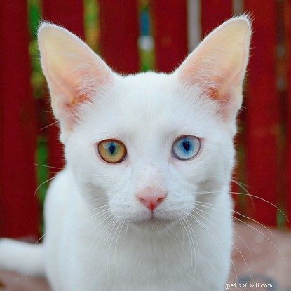 What Causes Cats to Have Two Different-Coloured Eyes? Learn the Surprising Science
