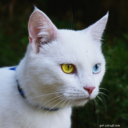 What Causes Cats to Have Two Different-Coloured Eyes? Learn the Surprising Science