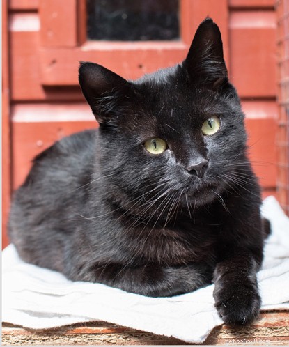 Len Goodman Champions Cats Protection Through Will Donations in Charity Week