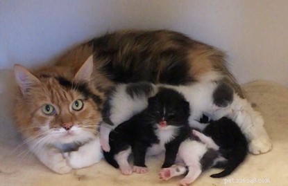 Five Kittens Saved from a Skip Right Before Collection