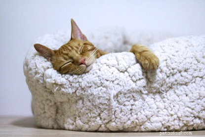 Create a Cat‑Friendly Home: Expert Tips for Ultimate Comfort