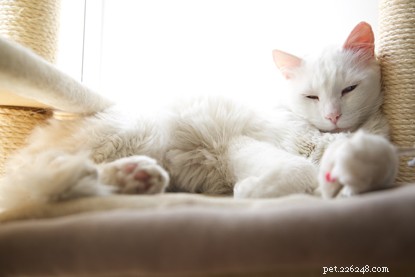 Create a Cat‑Friendly Home: Expert Tips for Ultimate Comfort