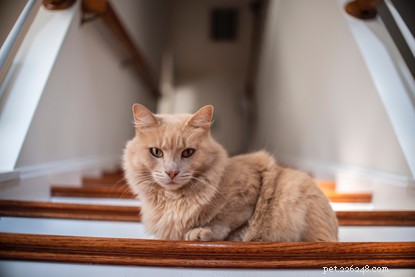 Create a Cat‑Friendly Home: Expert Tips for Ultimate Comfort