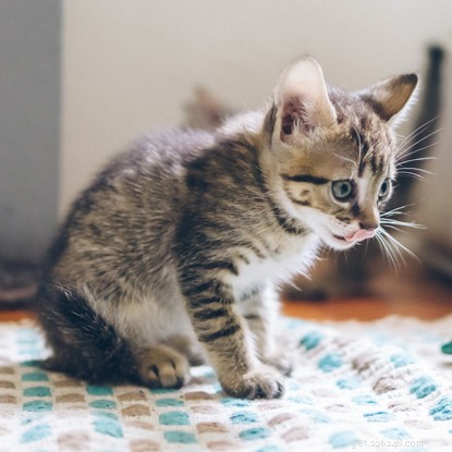 Create a Cat‑Friendly Home: Expert Tips for Ultimate Comfort