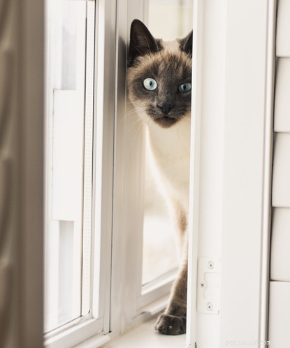 Create a Cat‑Friendly Home: Expert Tips for Ultimate Comfort