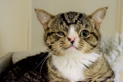 Meet Arlo: A Resilient One-Year-Old Cat Seeking a Loving Home Despite Facial Deformity