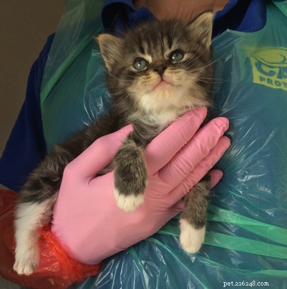 Three 5‑Week‑Old Kittens Rescued From Abandoned Caravan and Found Loving Homes