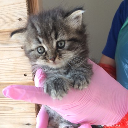 Three 5‑Week‑Old Kittens Rescued From Abandoned Caravan and Found Loving Homes