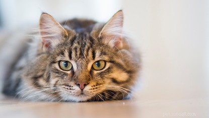 Expert Answers to the Most Frequently Asked Cat Care Questions