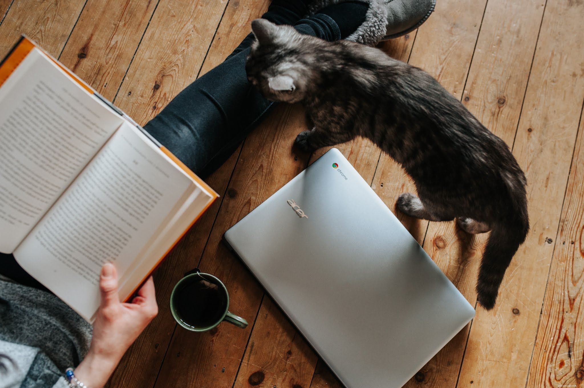 Celebrate National Poets Day with Our Top Cat Poems