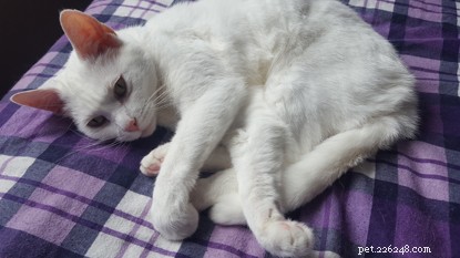 Paws to Listen Provides Compassionate Grief Support for Lianne After Loss of Beloved Cat