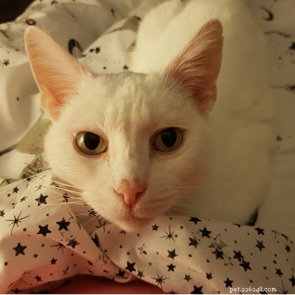 Paws to Listen Provides Compassionate Grief Support for Lianne After Loss of Beloved Cat
