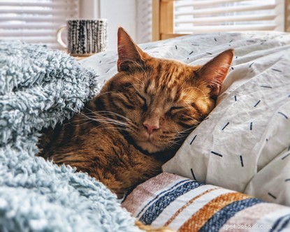 Why Cats Make Better Companions Than Boyfriends: A Trusted Guide