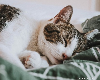 Why Cats Make Better Companions Than Boyfriends: A Trusted Guide