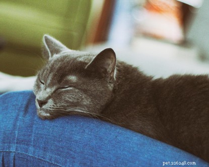 Why Cats Make Better Companions Than Boyfriends: A Trusted Guide