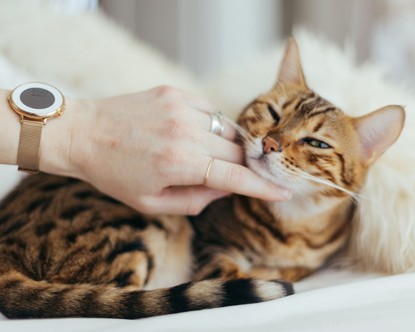Why Cats Make Better Companions Than Boyfriends: A Trusted Guide