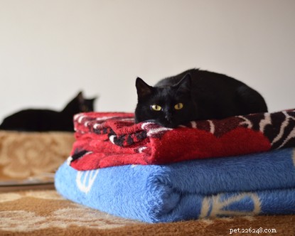 Why Cats Make Better Companions Than Boyfriends: A Trusted Guide