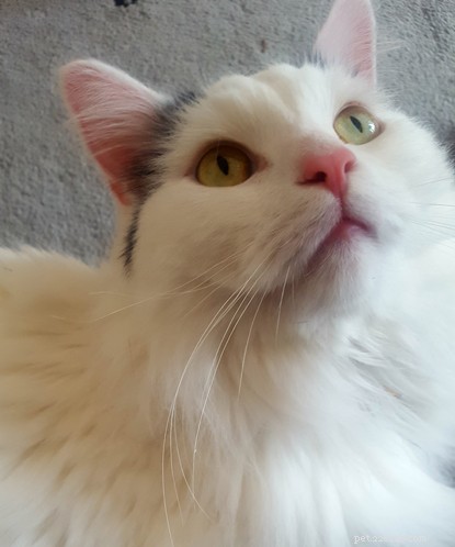 How Cat Dusty Became Eve Hawker s Lifeline During a Mental Health Crisis