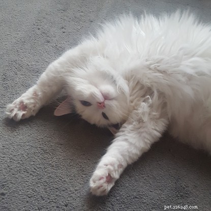 How Cat Dusty Became Eve Hawker s Lifeline During a Mental Health Crisis