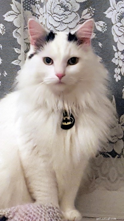 How Cat Dusty Became Eve Hawker s Lifeline During a Mental Health Crisis