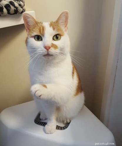 How Spike the Cat Helps Ian Turner Face Chronic Health Challenges