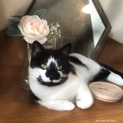 How Domino, the Rescue Cat, Became the Best Friend for Autistic Girl Marnie