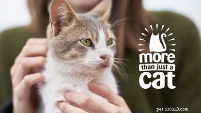 More Than a Pet: How Cats Enrich Our Lives and Bring Joy