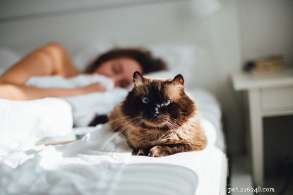 More Than a Pet: How Cats Enrich Our Lives and Bring Joy
