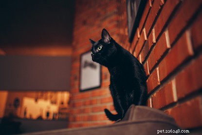 Explore Cat Pop Culture: Take the Ultimate Quiz for National Black Cat Day