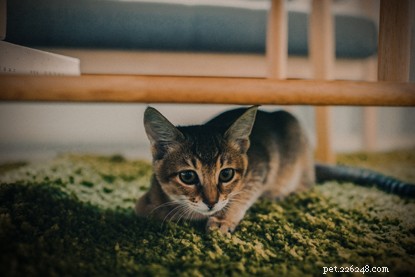 Should I Add Another Cat? Understanding Your Cat s Social Needs