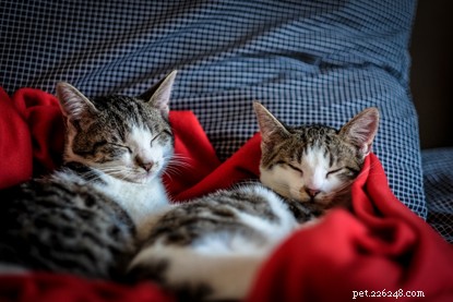 Should I Add Another Cat? Understanding Your Cat s Social Needs