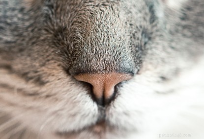 Debunking 6 Cat Superstitions: The Truth Behind the Myths
