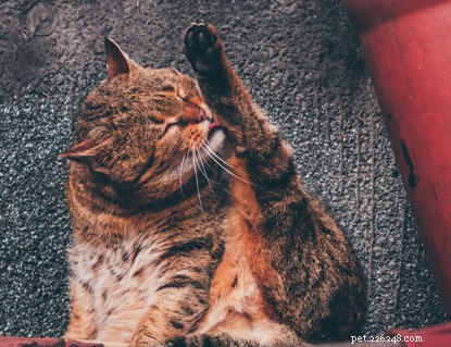Debunking 6 Cat Superstitions: The Truth Behind the Myths