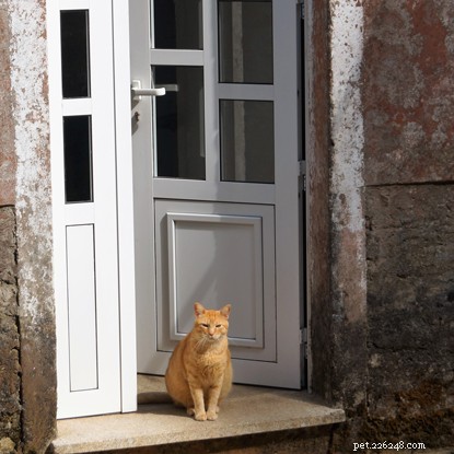 Debunking 6 Cat Superstitions: The Truth Behind the Myths