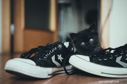 Debunking 6 Cat Superstitions: The Truth Behind the Myths