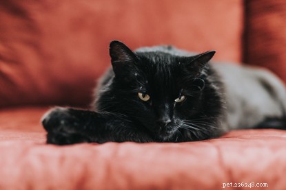 Debunking 6 Cat Superstitions: The Truth Behind the Myths