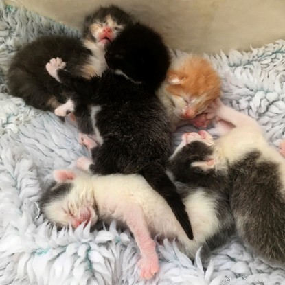 Five Kittens Rescued by Cats Protection Volunteers After Being Dumped in Manure