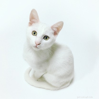 Guinness World Records: Meet the World s Most Extraordinary Cats
