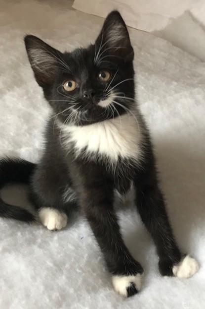 Polydactyl Kittens with Extra Toes Welcomed at Cats Protection Centre