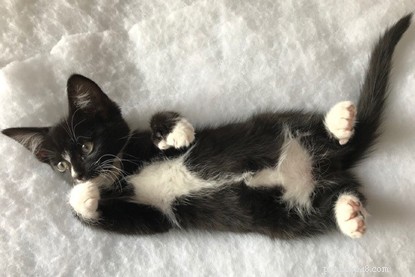 Polydactyl Kittens with Extra Toes Welcomed at Cats Protection Centre