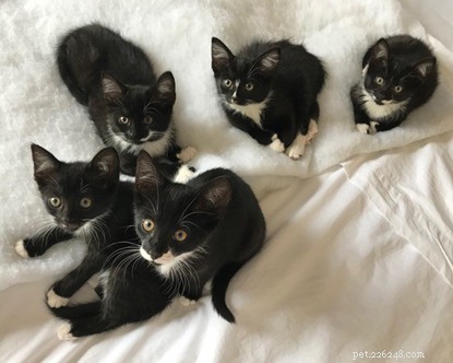 Polydactyl Kittens with Extra Toes Welcomed at Cats Protection Centre
