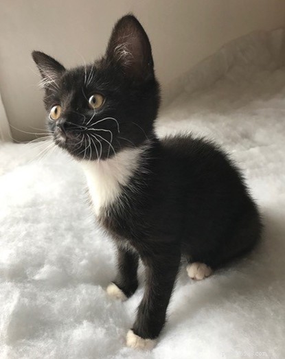 Polydactyl Kittens with Extra Toes Welcomed at Cats Protection Centre