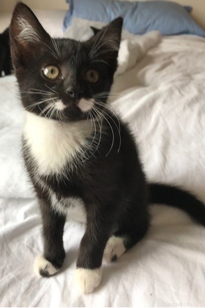 Polydactyl Kittens with Extra Toes Welcomed at Cats Protection Centre
