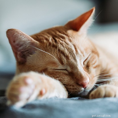 Maintaining a Spotless Home with a Cat: Simple Cleaning Tips