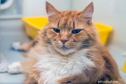 Maintaining a Spotless Home with a Cat: Simple Cleaning Tips