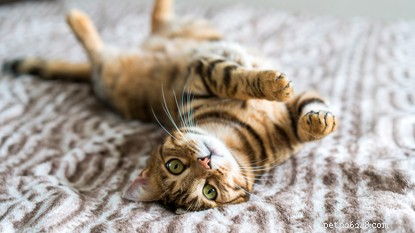 Maintaining a Spotless Home with a Cat: Simple Cleaning Tips