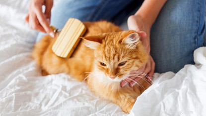 Maintaining a Spotless Home with a Cat: Simple Cleaning Tips